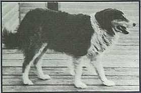 Old Shep