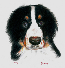 Brodie from Perth