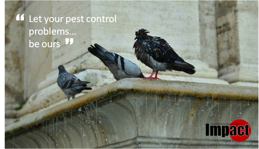 Pest Control Main