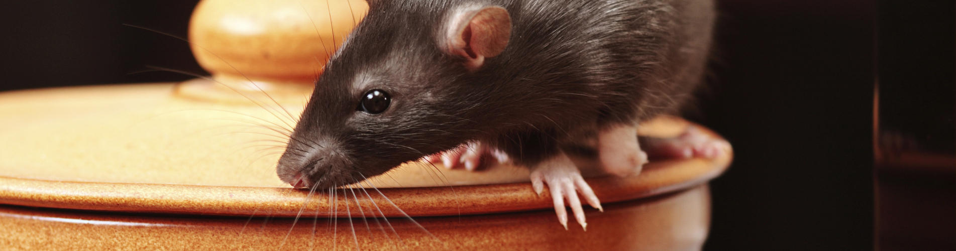 Pest Control Hertfordshire Pest control Enfield Local Pest control