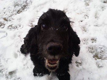 Bramble