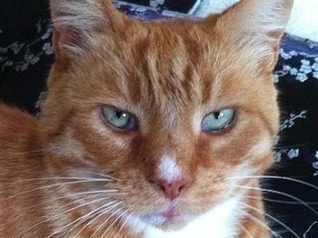 Ginge