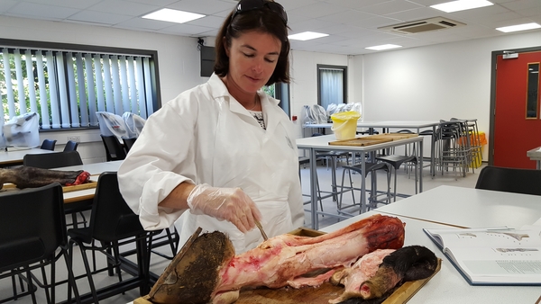 Hartpury Dissection Day