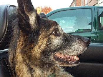 Scooby