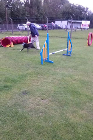 Contact Us Puppy/New Handlers