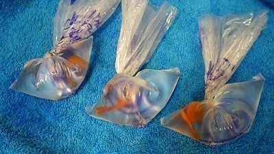 Kordon Breathing Bags