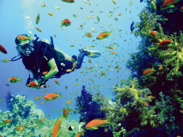 Dead Sea & Red Sea Tours
