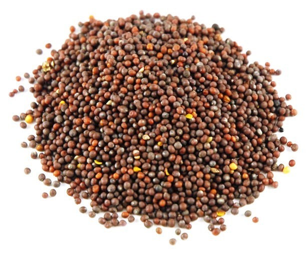 Brown Mustard Seeds UK