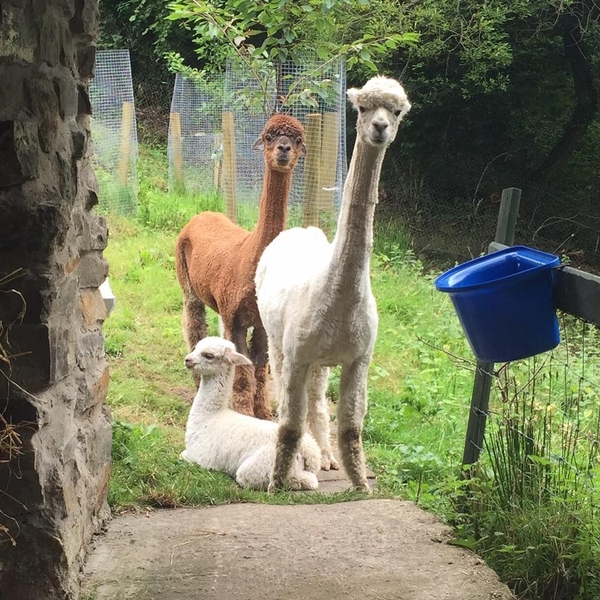 A new home for the fluffy ones...