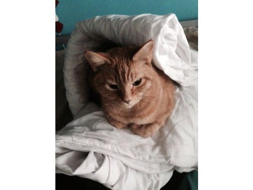 Tigga