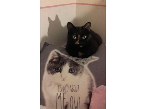 Mimi