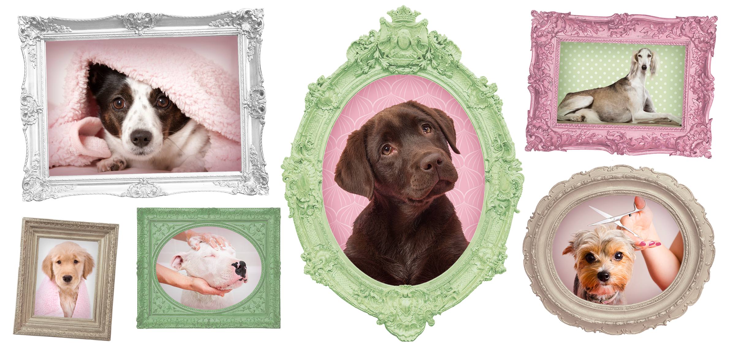 large breed dog groomers