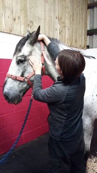 Importance of the TMJ to Horses' Well-being