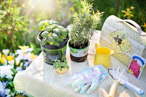 A Herb Is For Life, Not Just For Christmas