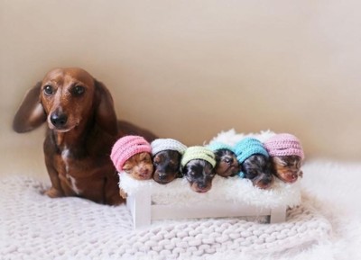 Puppy School