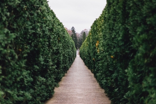 High Hedge Disputes and How to Resolve Them Successfully
