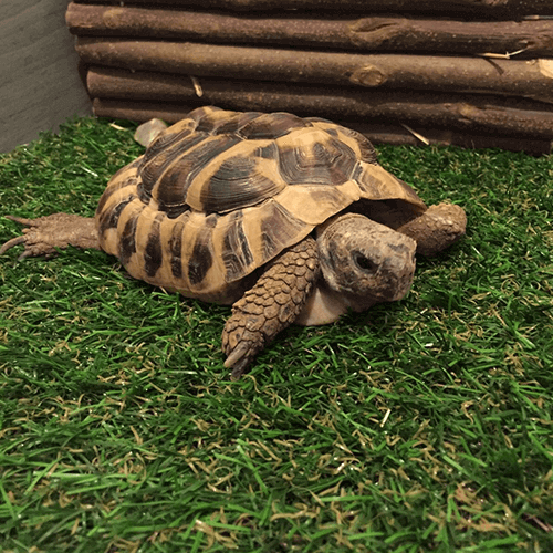 Fudge the Tortoise and his new Haddon artificial grass