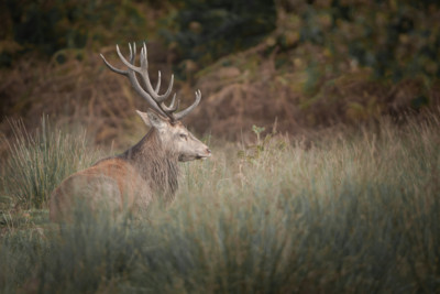 Scotland Holiday Let, West Coast Scotland Holiday Let, Ardnamurchan holiday Let