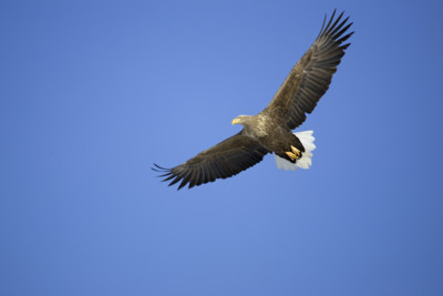 Scotland Holiday Let, West Coast Scotland Holiday Let, Ardnamurchan holiday Let
