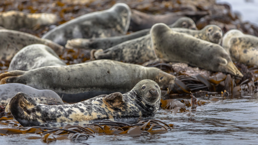 Scotland Holiday Let, West Coast Scotland Holiday Let, Ardnamurchan holiday Let