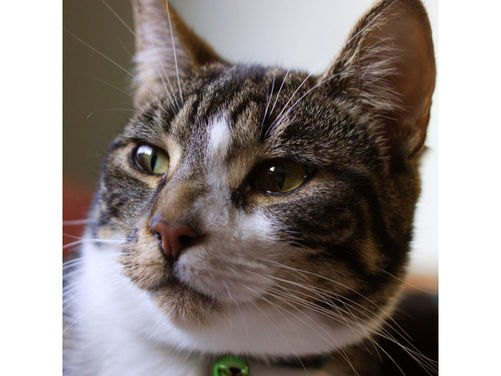 Milo