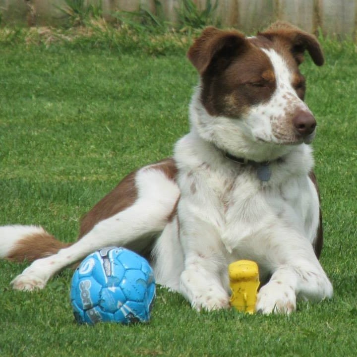 HMC PetCare, Cattery Wrexham, Home Boarding Wrexham