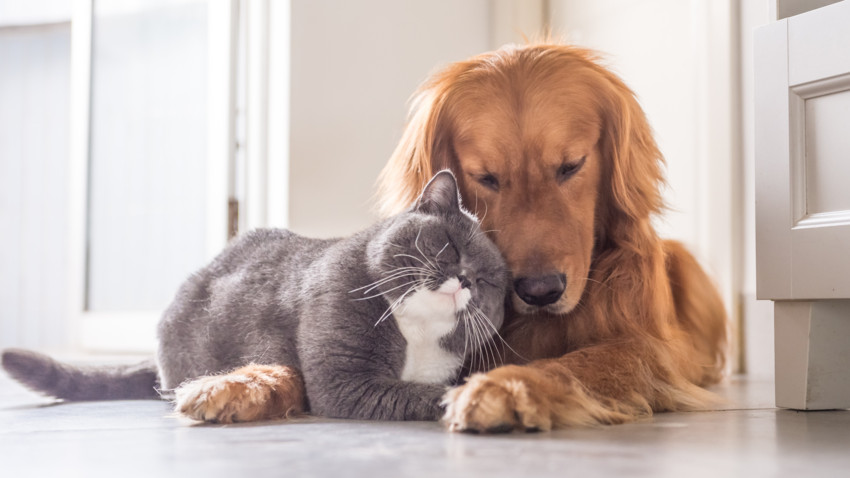 HMC PetCare, Cattery Wrexham, Home Boarding Wrexham