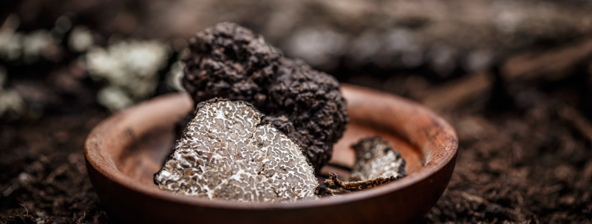 The Welsh Truffle Company Fresh Truffles UK Welsh Truffles