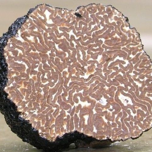 Welsh Autumn Truffles (Tuber Uncinatum) Available September March