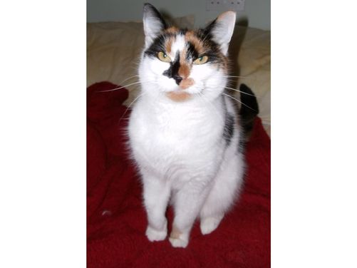 Rosie