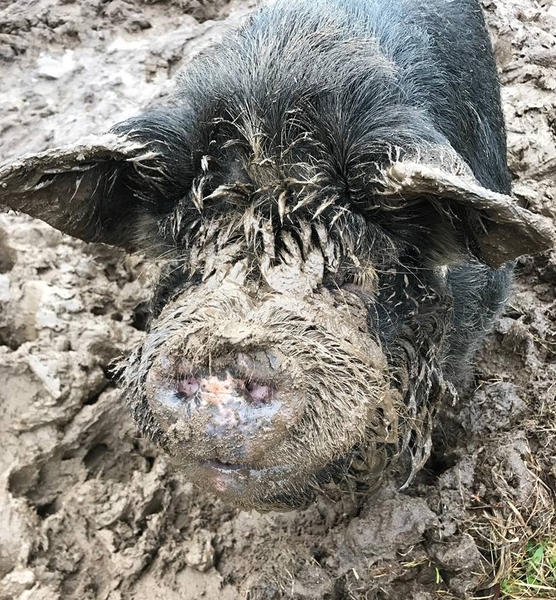 Pigs and Piglets.....