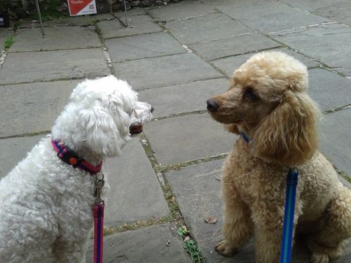 Lilly & Zippy