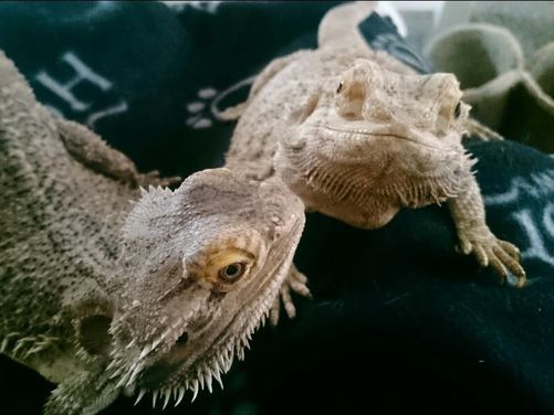 Zilla and Spyro