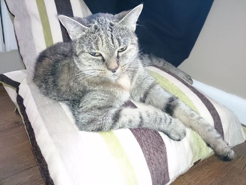 Kittkat