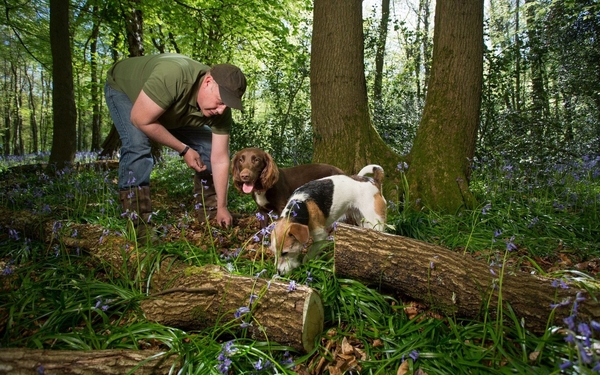Welsh landowner grows Britain's first crop of world's most sought-after truffles