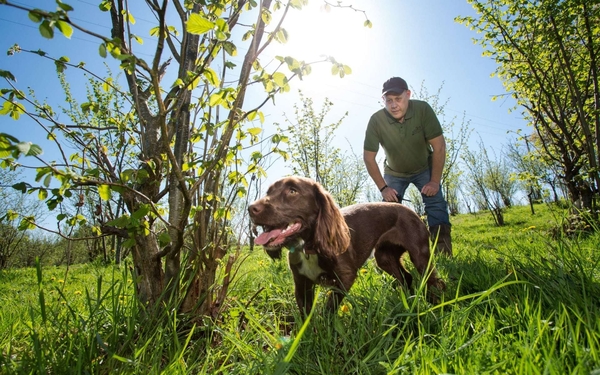 UK set to become truffle capital of the world within 30 years, scientists say