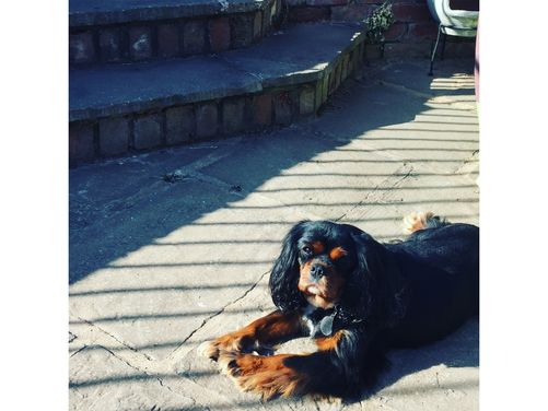 Lady Daisy