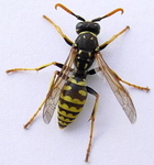 Insect control in the summer (wasps)