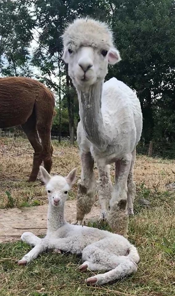 Its Cria Time....