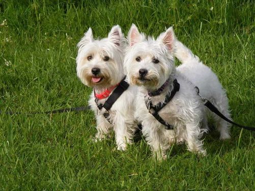 Molly and Maisy