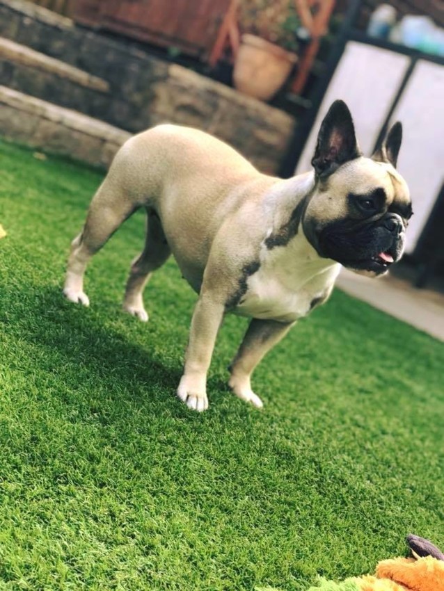 Is Artificial Grass Suitable for Pets?