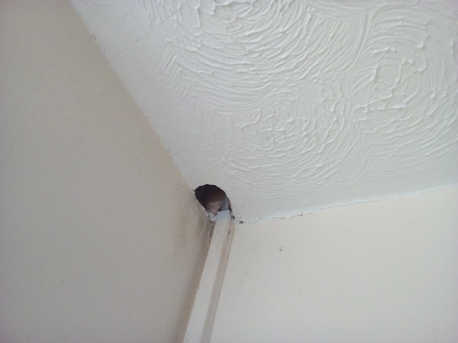 Rats in the roof gaining access into your premises by chewing though the ceiling.