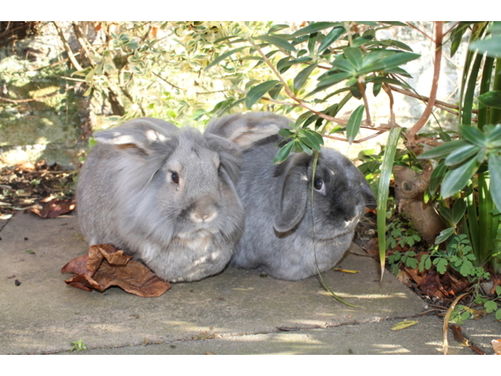 Clover and Becks