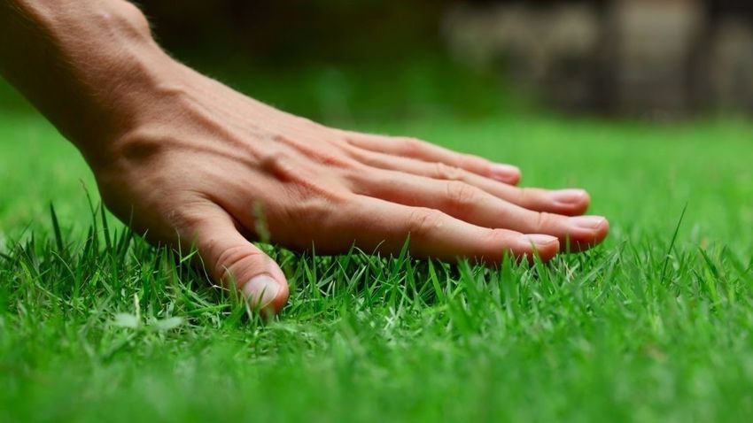 Garden Maintenance