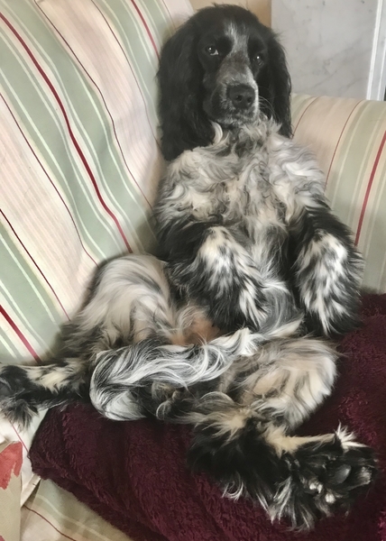 Our dog Ellie