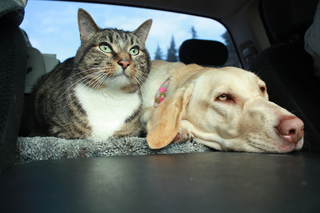 WHAT DO TENANTS WANT? PARKING AND PETS TOP THE LIST OF ‘MUST HAVES’HAVES’