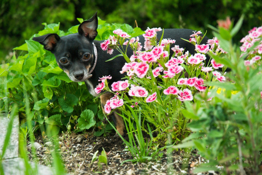 Platinum Pooch Pursuit Package