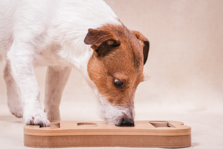 Platinum Pensioner Pooch Package