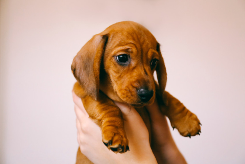 Platinum Puppy Package