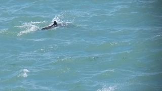 Dolphins